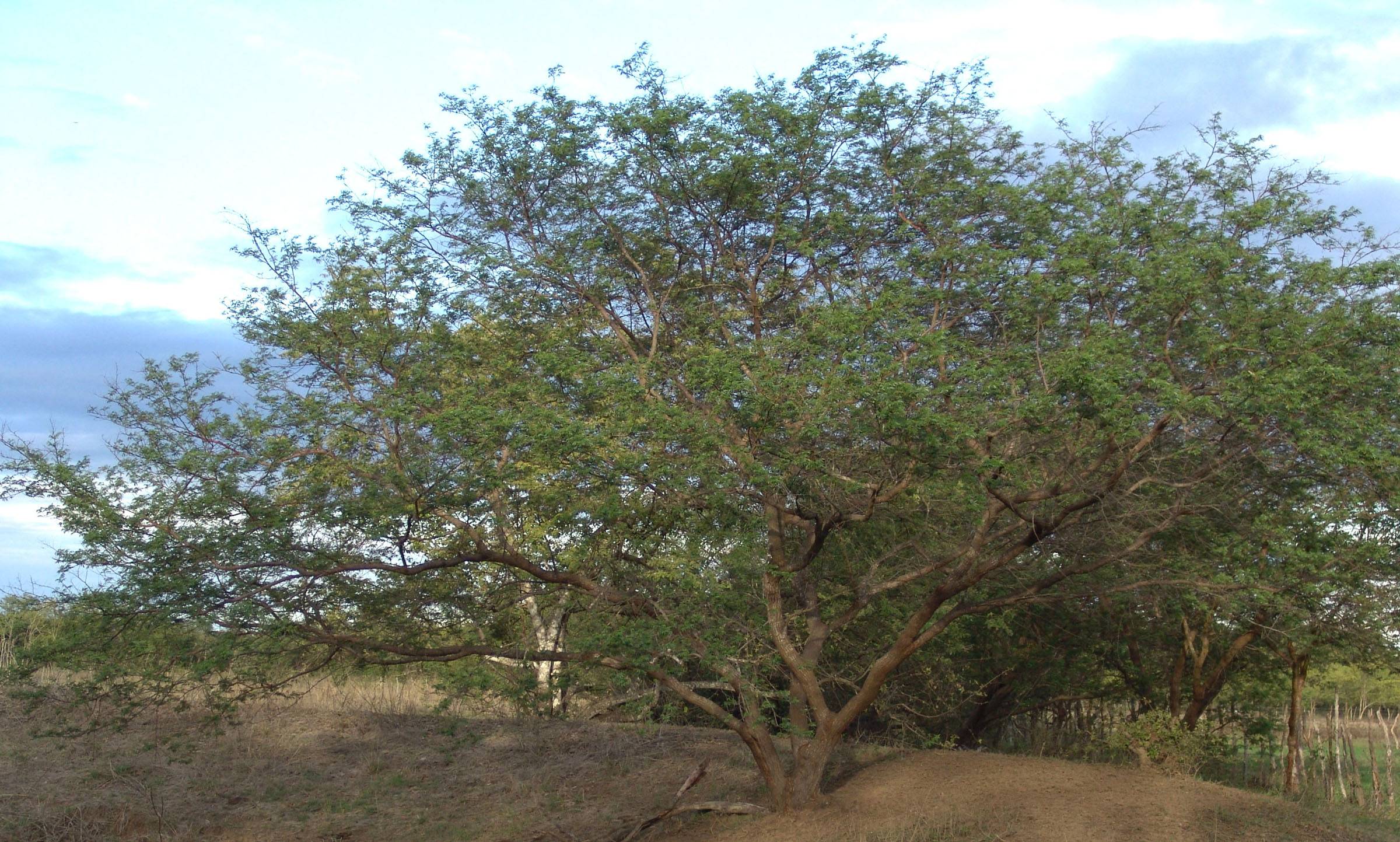 میموزا تنیفلورا